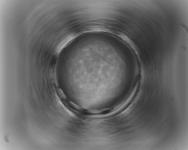 X0000099381385200805151608