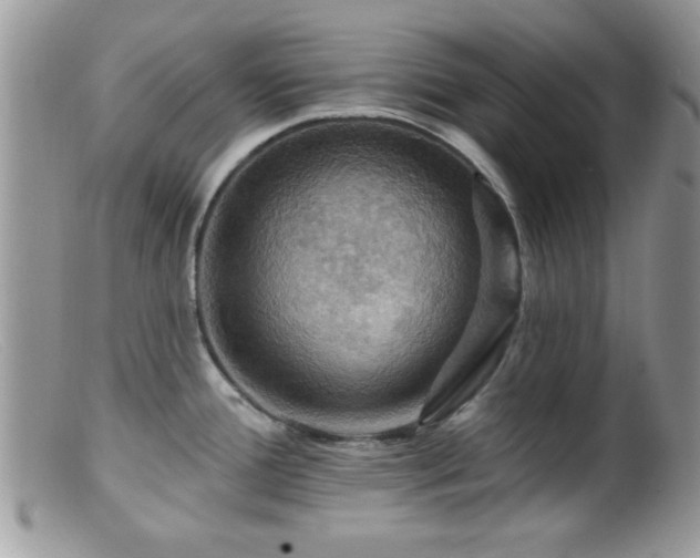 X0000099381388200805151608