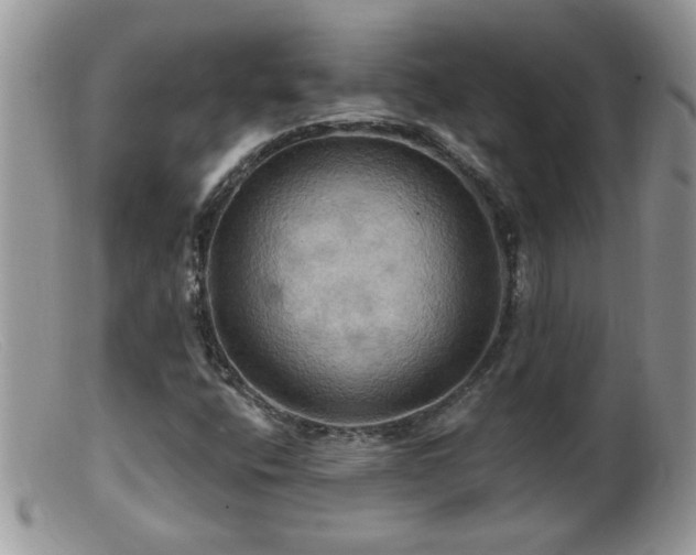 X0000099381400200805151607