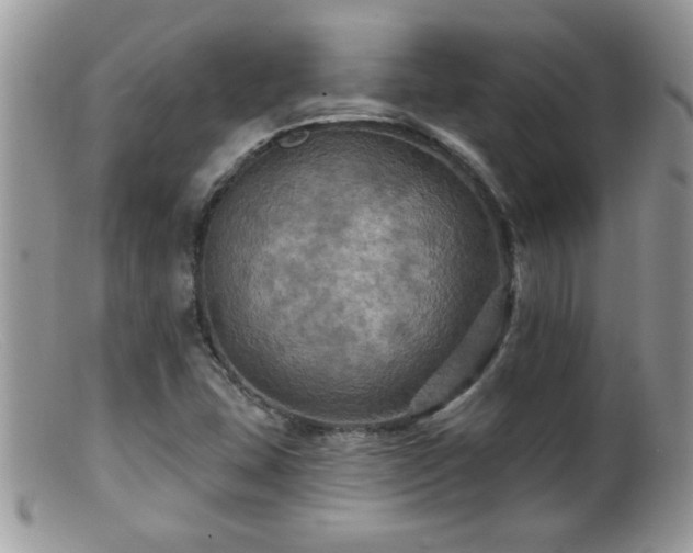 X0000099381407200805151607