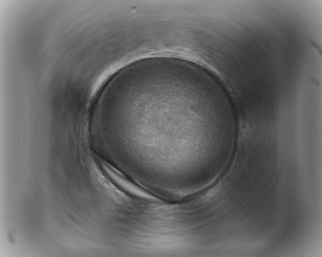 X0000099381506200805151605