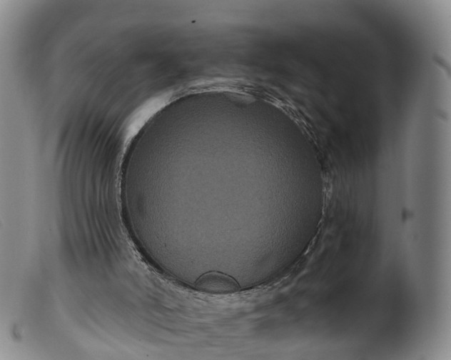 X0000099380006200805221817