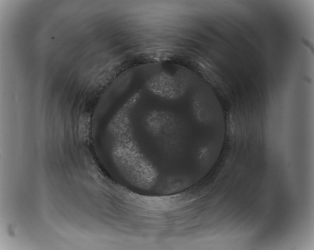 X0000099380030200805221817