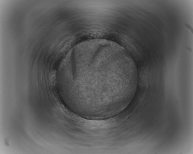 X0000099380034200805221817