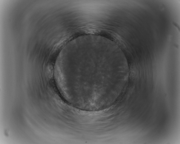 X0000099380043200805221816