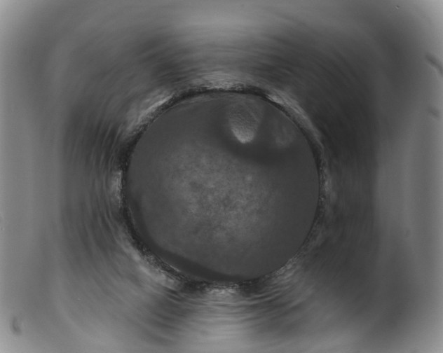 X0000099380066200805221816