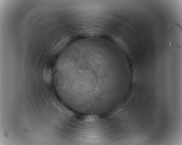 X0000099380077200805221816