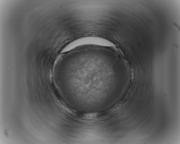 X0000099380084200805221816