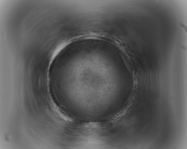 X0000099380102200805221816