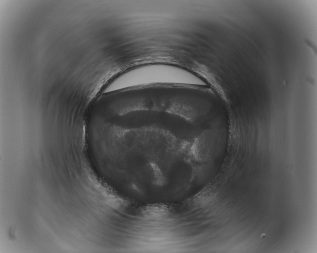 X0000099380110200805221815