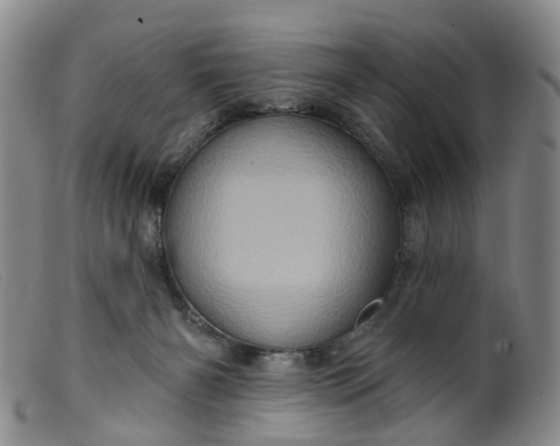 X0000099380126200805221815