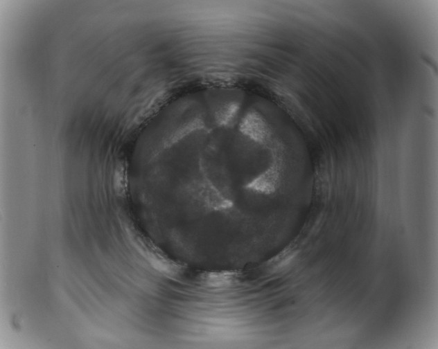 X0000099380134200805221815