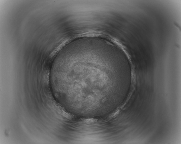 X0000099380153200805221814