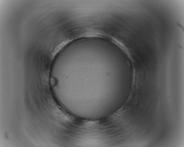 X0000099380155200805221814