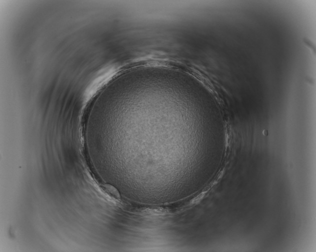 X0000099380245200805221813