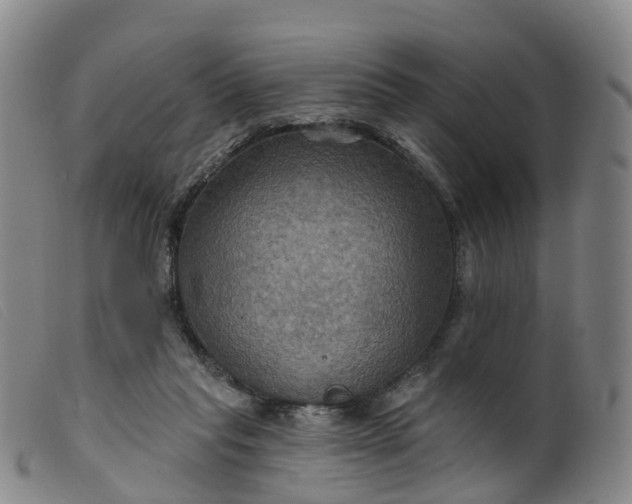 X0000099380261200805221813