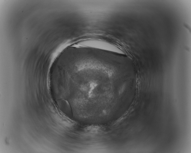 X0000099380294200805221813