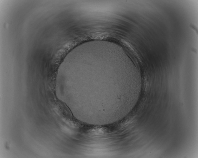 X0000099380307200805221812