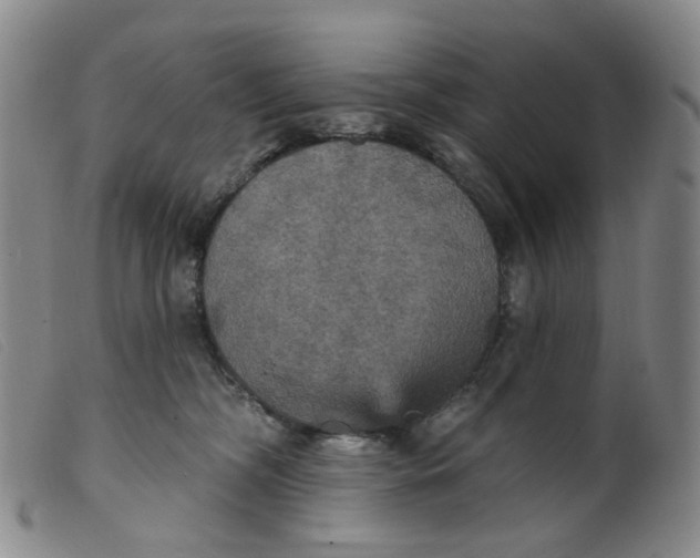 X0000099380326200805221812