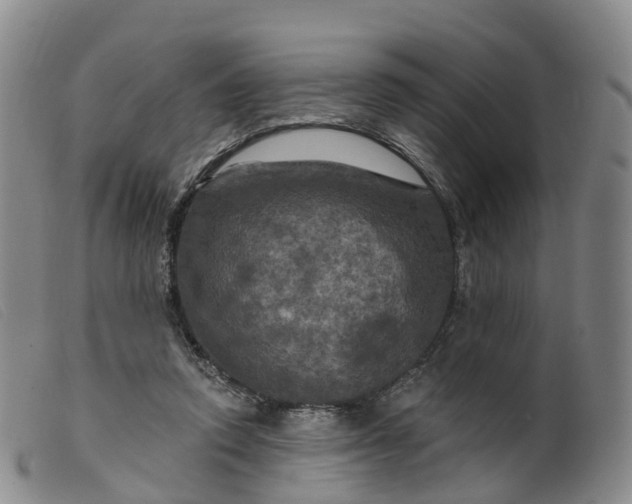 X0000099380354200805221811