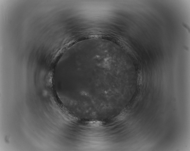 X0000099380363200805221812