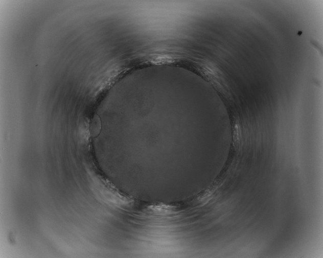 X0000099380367200805221812