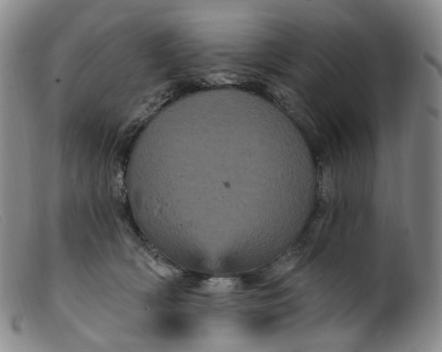 X0000099380418200805221811