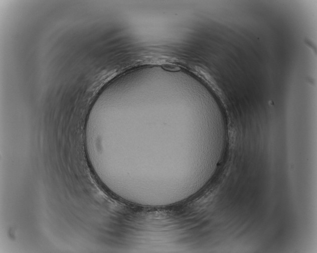 X0000099380433200805221810