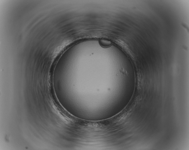 X0000099380439200805221810