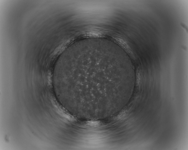 X0000099380457200805221810