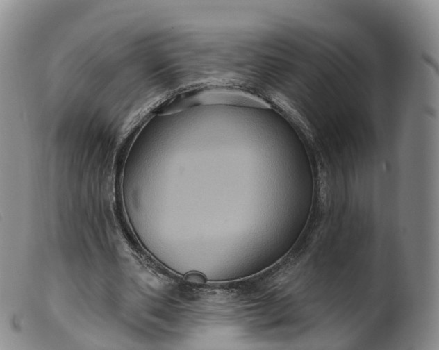 X0000099380486200805221810