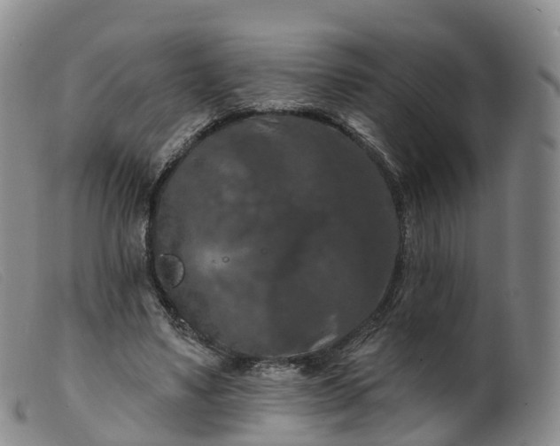 X0000099380491200805221810