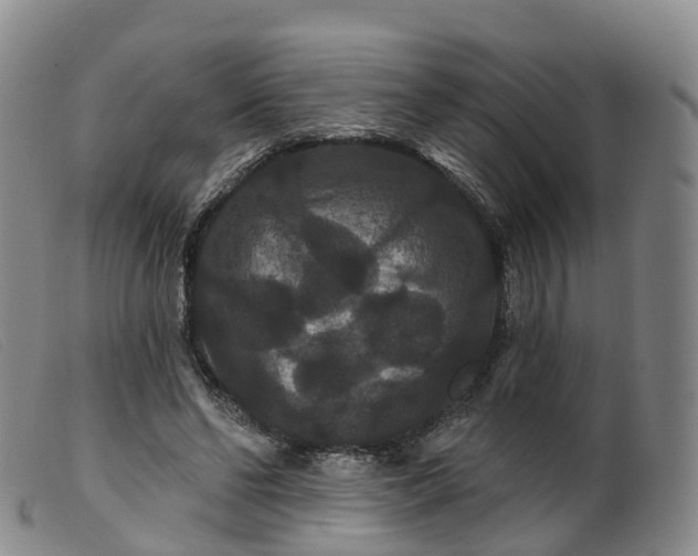 X0000099380494200805221810