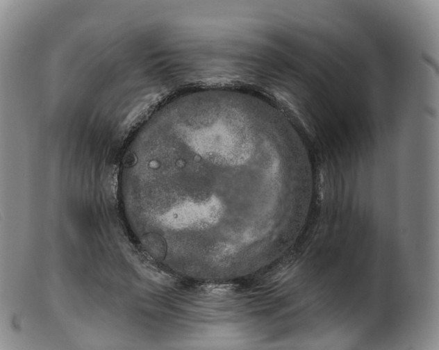 X0000099380495200805221810