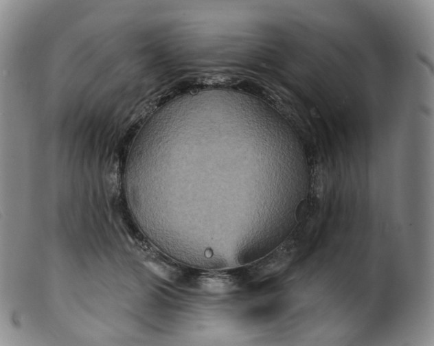 X0000099380510200805221809