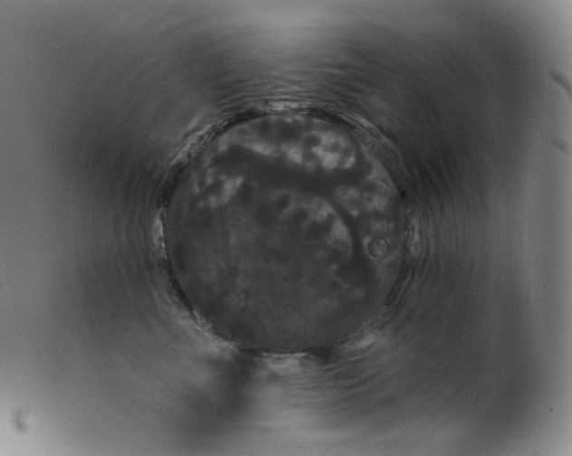 X0000099380523200805221809