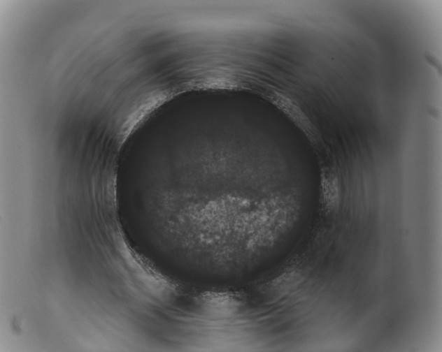 X0000099380534200805221809