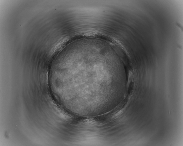 X0000099380589200805221808