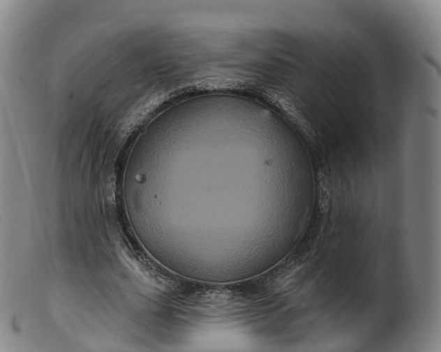 X0000099380631200805221807