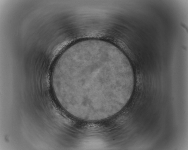 X0000099380632200805221807