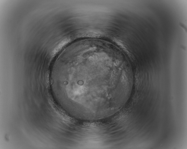 X0000099380679200805221807