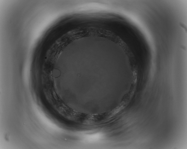 X0000099380765200805221806