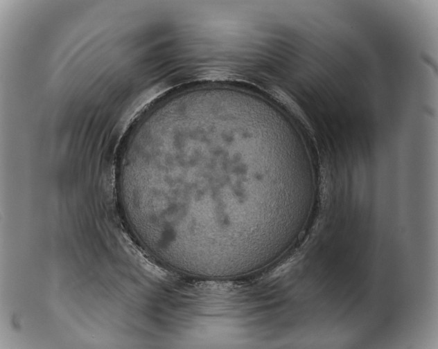 X0000099380831200805221804