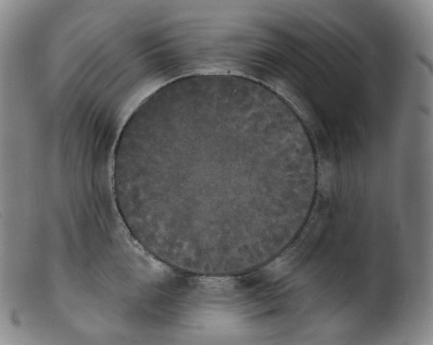 X0000099380856200805221804