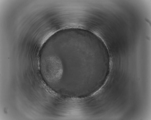 X0000099380925200805221802