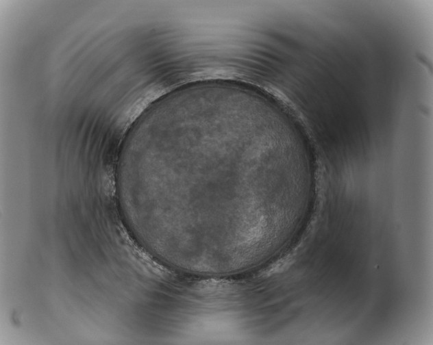 X0000099380929200805221802