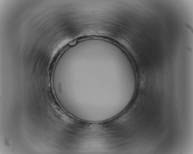 X0000099380974200805221801