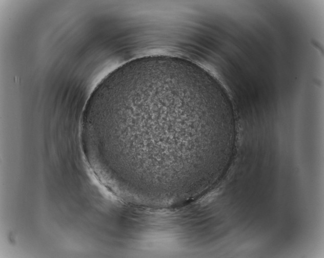 X0000099380991200805221801