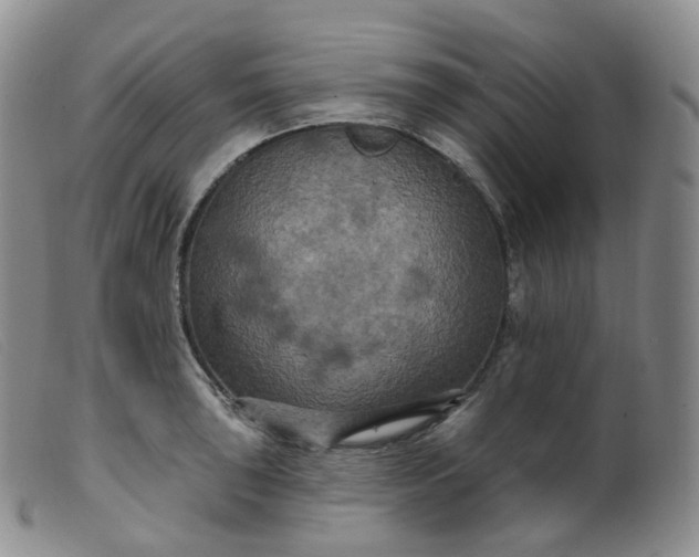 X0000099381043200805221801