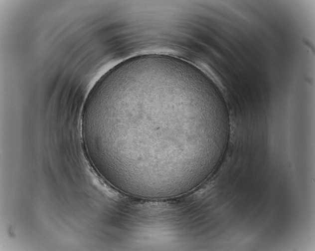 X0000099381044200805221801